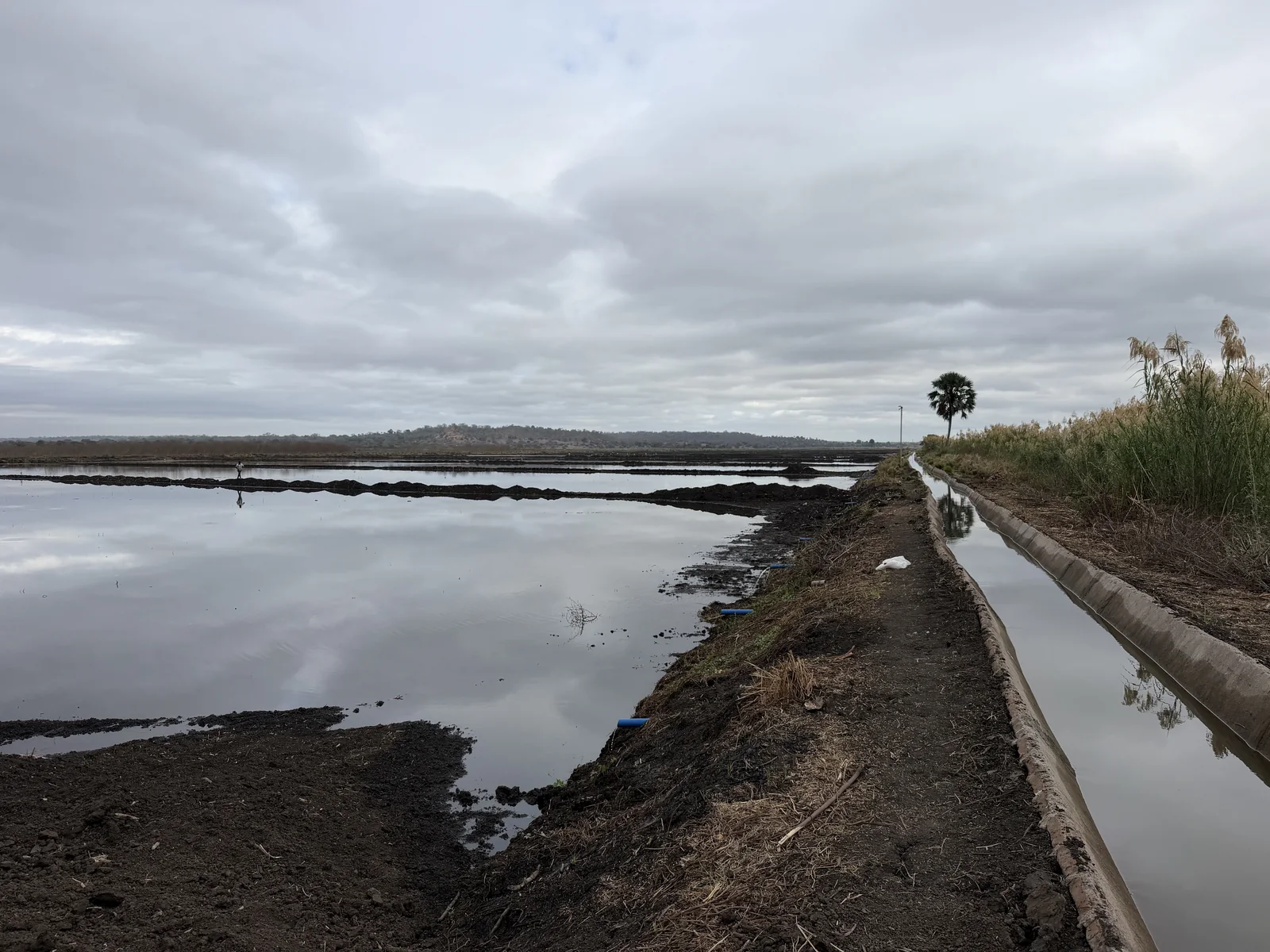 Rice field at the Mozambique project